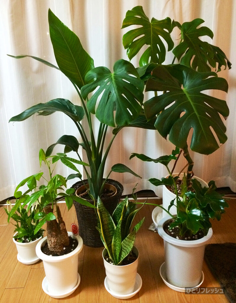 観葉植物5鉢セットとモンステラとオーガスタ