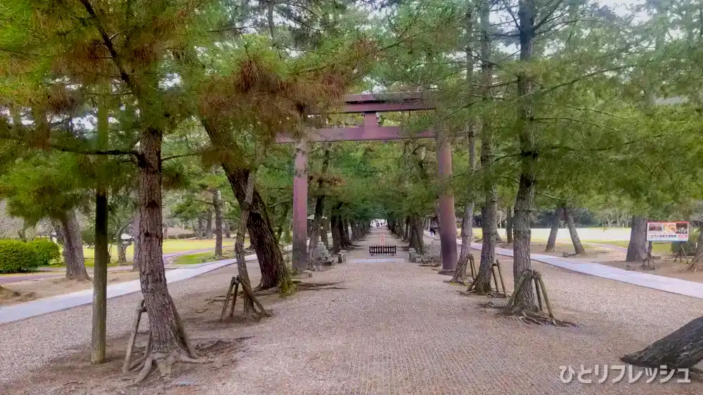 出雲大社　松の参道の鳥居（中の鳥居）